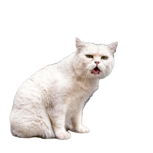 A White Cat Sitting Outdoors With Its Mouth Open, Showcasing Personality In An Urban Area. 18819 - Cat PNG image with transparent background